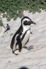 06-Jackass Penguin